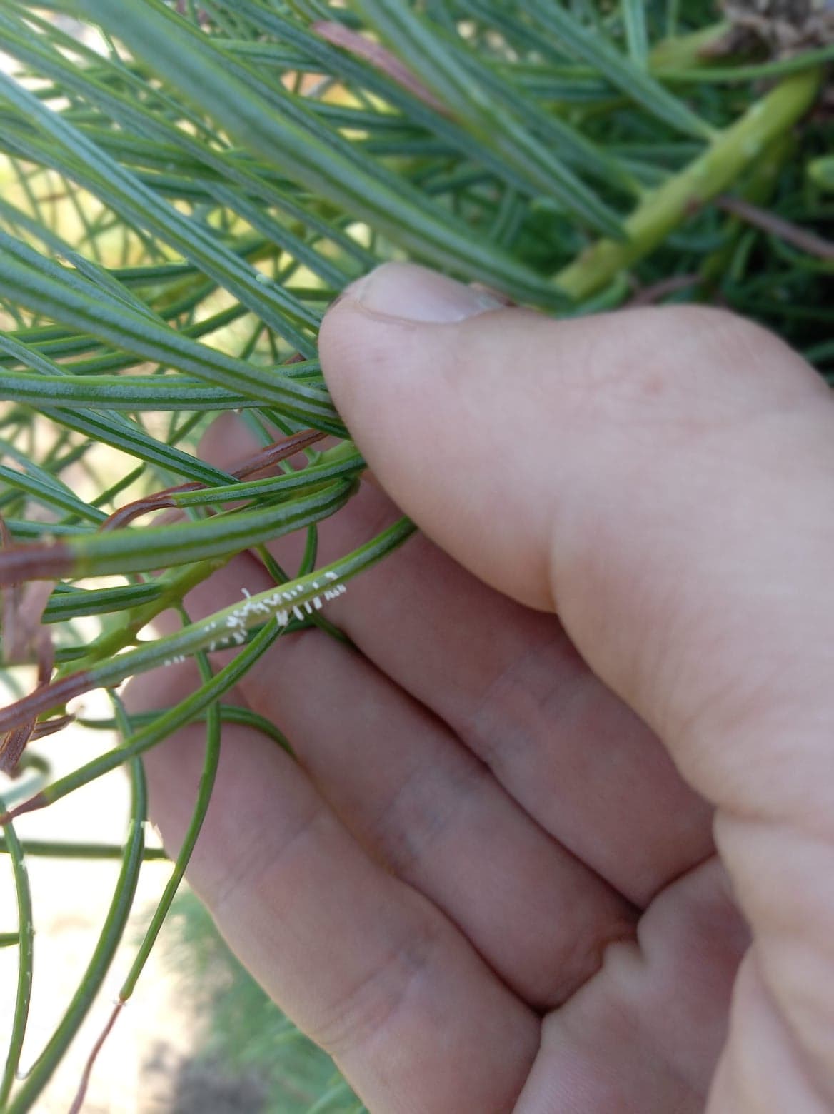 Fir needle rust